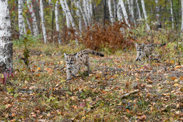 Cougar Kittens (Puma concolor) Chase Each Other Across Forest Floor Autumn