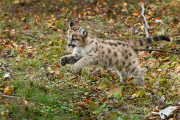 Naklejka na ściany i meble Cougar Kitten (Puma concolor) Jumps Left Across Forest Floor Autumn