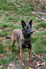Belgian Malinois Pays Attention