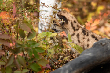 Cougar Kitten (Puma concolor) Sits Behind Log and Plants Autumn
