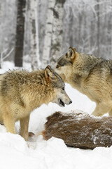 Two Grey Wolves (Canis lupus) Stand Next to Deer Body Ears Back Winter
