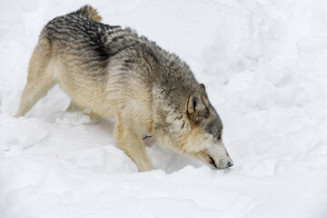 Grey Wolf (Canis lupus) Moves Quickly Right Through Snow Head Down Winter