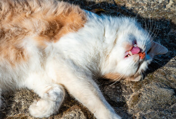 Domestic ginger cat with a white neck and white paws sleeps in the sun during