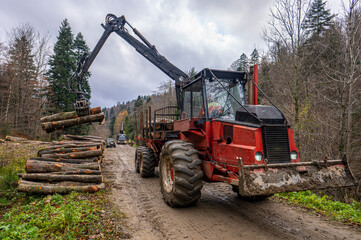 Fototapeta premium Specialized tractor forwarder folding wood in the forest. The Carpathians, Poland.