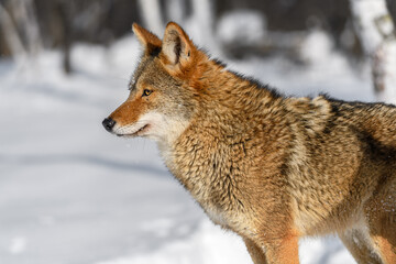 Naklejka na ściany i meble Coyote (Canis latrans) Stands in Profile Facing Left Winter