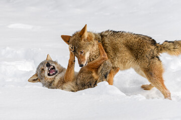 Coyote (Canis latrans) Snarls and Paws at Packmate Winter