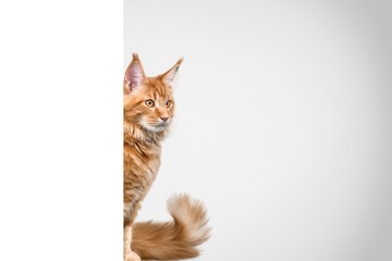 Funny cute domestic cat and a white banner