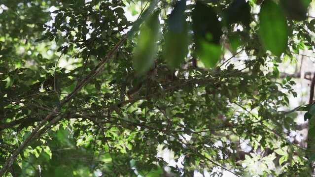 Cute little squirrel monkey jumping through the canopy of the tropical rainforest in the Cuyabeno wildlife reserve in the Amazon region of Ecuador.