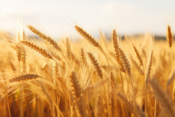 Fototapeta premium Golden ripe wheat field in summer