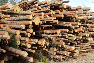Closeup of tree logs arranged in a pile