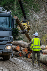 A forester supervising the loading of logs onto a truck. Carpathian Mountains, Poland.