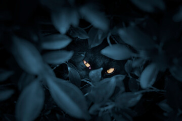 A black cat hides in the bushes at night and stares at the camera with orange eyes.