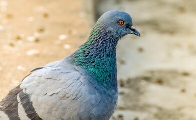 Closeup shot of a blue pigeon in daylight on a blurred background