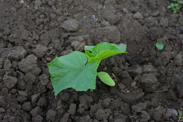 Cucumber seedlings in the garden.