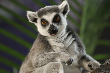 La mirada de un Lemur 