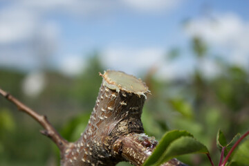 The cut of the tree was treated with garden pitch.