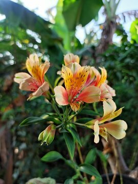 Vertical closeup shot of beautiful orange parrot lilies in a sunny field in the countryside