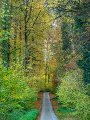 Herbstlich gefärbte Bäume im Mischwald