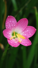 Blossoming Pink Flower With Rain Droplets Close-Up