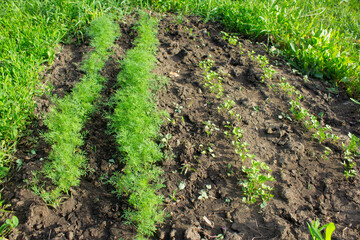 Beds with dill and parsley.