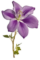 Single Clematis flower in purple on transparent background