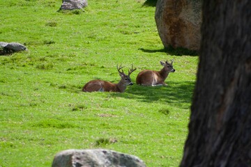 Deer resting on a grass © Wirestock