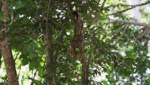 Cute little squirrel monkey jumping through the canopy of the tropical rainforest in the Cuyabeno wildlife reserve in the Amazon region of Ecuador.