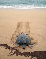 Vertical shot of a sea turtle washed up on a seashore