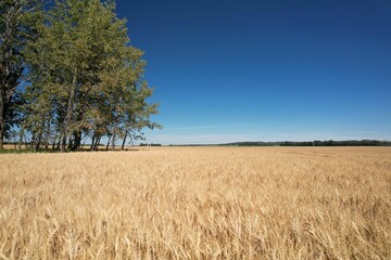 Beautiful shot of a golden wheat field under a clear blue sky