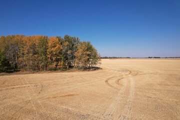 Fototapeta na wymiar Beautiful shot of a golden wheat field under a clear blue sky