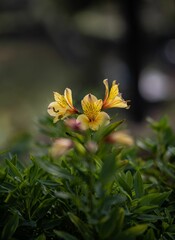 Vertical shot of yellow flowers blooming between green plants against blur background