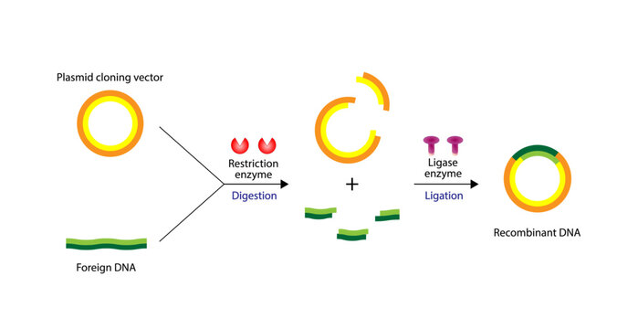 Plasmid. DNA fragment is inserted into a plasmid vector, resulting in Recombinant DNA. Gene cloning, Molecular biology, recombinant subunit vaccines. Vector illustration.