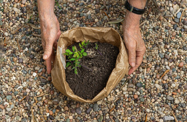 Close-up of elderly woman's hands cradling a young plant, ready to be gently planted in the embrace...