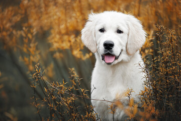 golden retriever puppy portrait outdoors in autumn