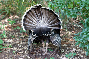 Capturing the majesty of a turkey as it strolls through the park, this image conveys serenity and exuberance.
