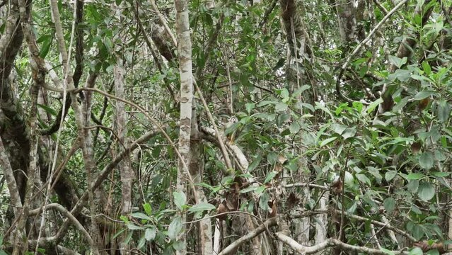 Cute little squirrel monkey jumping through the canopy of the tropical rainforest in the Cuyabeno wildlife reserve in the Amazon region of Ecuador.