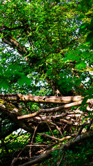 Fototapeta premium Broken trees over the forest