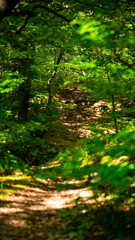 Road with broken trees over the forest