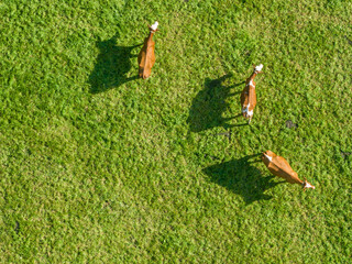 Aerial view of cattle on green meadow. Countryside landscape in Switzerland with cows.