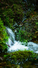 Smooth Creek with wild nature in forest