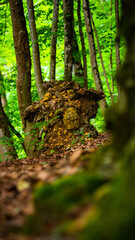 Broken tree over the forest