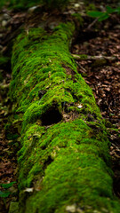 Moss on a tree in nature 