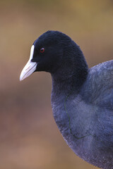 Feathered Elegance: Stunning Coot Photography