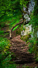 Road over the forest with stairs