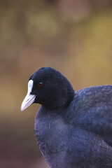 Feathered Elegance: Stunning Coot Photography