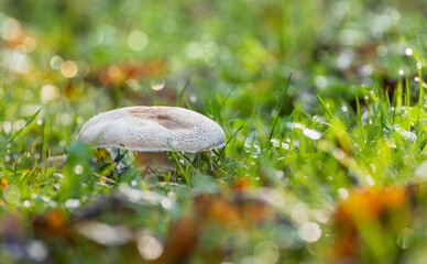 mushroom in the grass with dew and bokeh. shallow depth of field