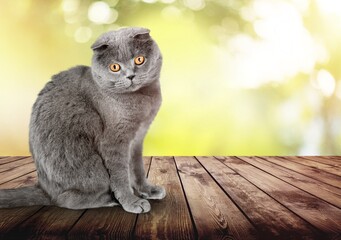 Pretty young domestic cat sitting