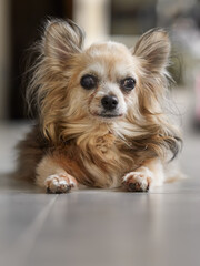 Chihuahua on the floor of living