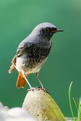  Black redstart - Phoenicurus ochruros, male stands on a stone after bathing. Czechia.