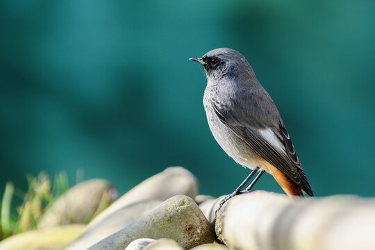  Black redstart - Phoenicurus ochruros, malestands on a stick by the stones. Czechia.